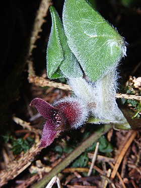 'Asarum europaeum