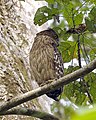 Brown fish owl