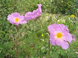 Cistus incanus