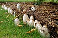 (Coprinus comatus)