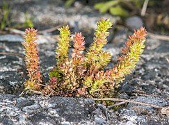 Crassula alata ✓