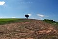 Grove Hill and the Stonnall Tree.