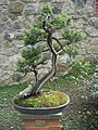 Bonsai eintak