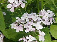 vue rapprochée des fleurs de la lunaire vivace