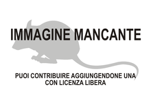 Immagine di Parahydromys asper mancante