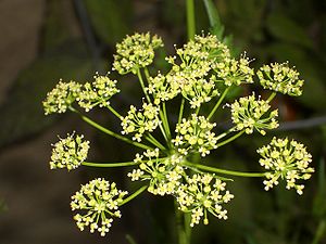 Petroselinum crispum var. neapolitanum