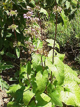 Phlomis herba-venti