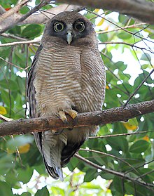 Rufous Owl 7373.jpg