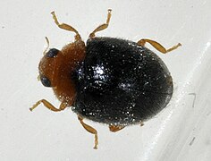 Scymnus rubromaculatus, une Scymninae.