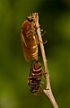 Coenomyia ferruginea mating