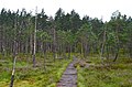 Pine forest by the edge of the raised bog