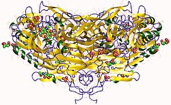 Lysyloxidase