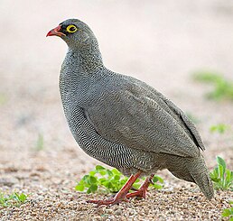 Турач червонодзьобий (Pternistis adspersus)