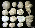 Foraminifera của đảo Pag, Adriatic Sea -60 m. Bề rộng = 5,5 mm.