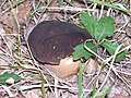 Boletus aereus