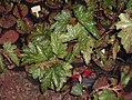 Eisenhutblättrige Begonie (Begonia aconitifolia)