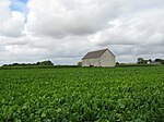 Des champs de betterave dans la Marne