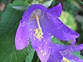 Campanula trachelium