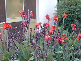 Canna indica