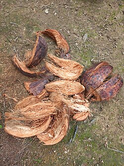 Exocarp of coconut.