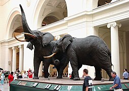 Diorama de elefante