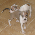 Chiots de petit lévrier italien.