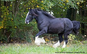 Shire au galop.