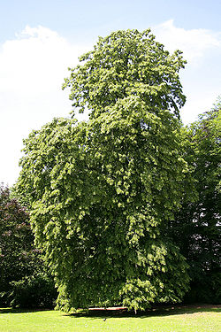 Sidabrinė liepa (Tilia tomentosa )