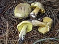 Tricholoma auratum