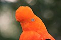 Image 1A male Andean cock-of-the-rock, a species found in humid Andean forests and the national bird of Peru (from Andes)