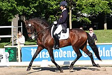 Cheval marron foncé enfermé au niveau de la tête, vu de profil et monté par un homme.