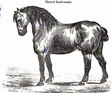 Gravure présentant le profil gauche d'un cheval massif à la robe sombre.