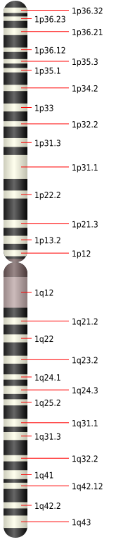 Chromosome 1