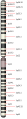 Chromosome 1