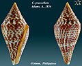 Conus praecellens Adams, A., 1854