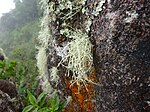 Um líquen crescendo em uma rocha em uma floresta nublada brasileira