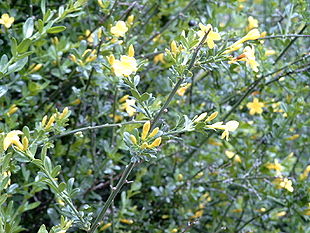 Ægte Jasmin (Jasminum fruticans) Foto: Carsten Niehaus