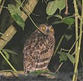 Buffy fish owl