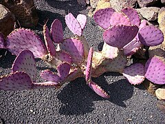 Opuntia macrocentra