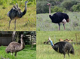 Members of the four genera of large extant ratites. Clockwise from top left: greater rhea, ostrich, southern cassowary and emu