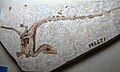 Sinosauropteryx cubèrt de peus