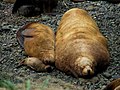 Northern Sea Lion pup with adult female and male, dozing (Neat pic!)