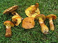 Gold-Röhrling (Suillus grevillei)