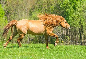 Bachkir alezan dun, vu de profil au galop.