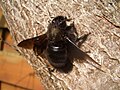 Abejorro carpintero europeo (Xylocopa violacea)