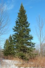 Σε πρώτο πλάνο δέντρο Abies balsamea, ακολουθούμενο από νεαρά δέντρα.