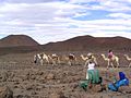 camels's caravan in Hoggar, Algeria