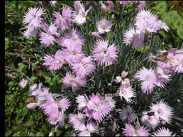 carnations