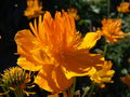 Trollius sp.