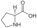 Prolin (Pro / P)